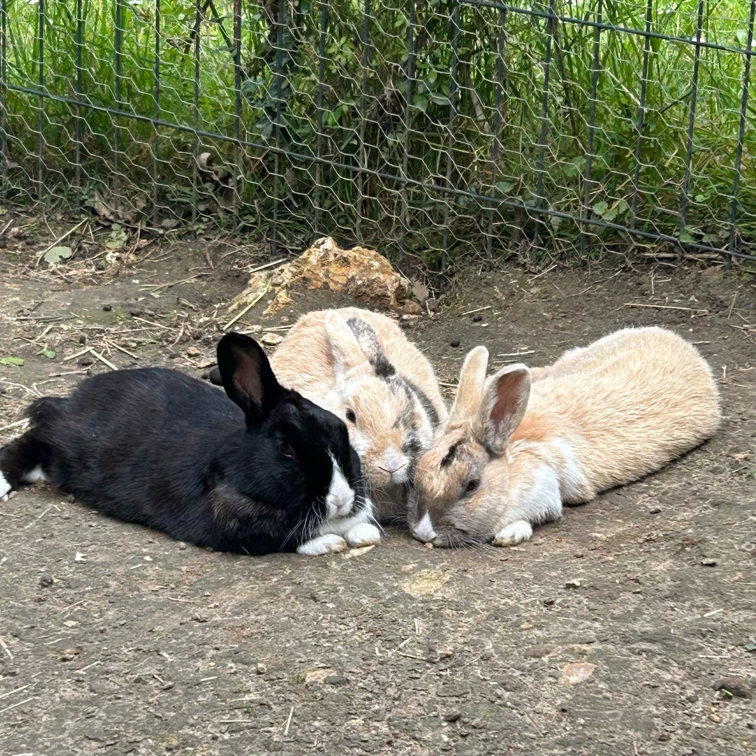 Belle, Star and Bingo 