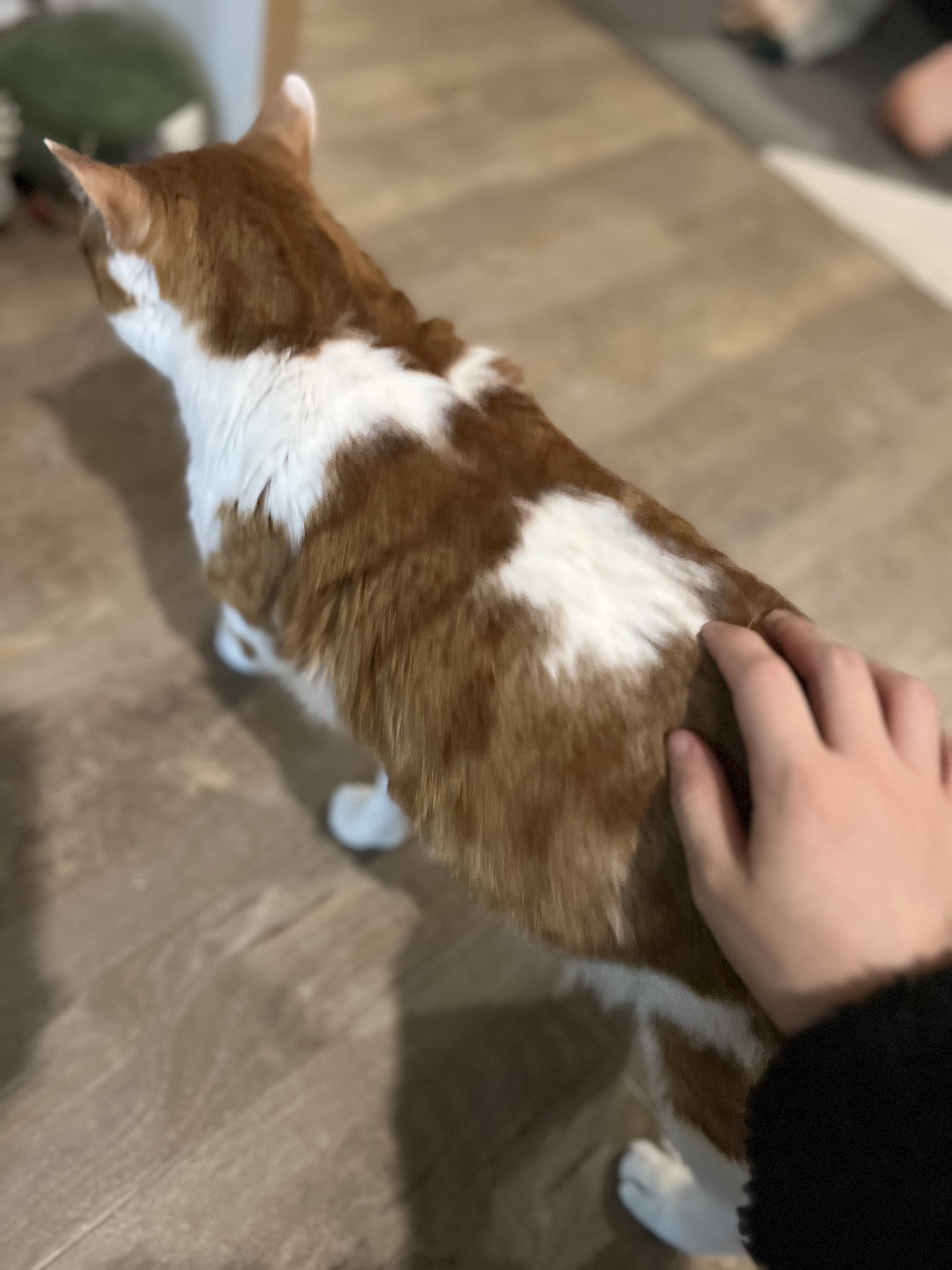 image-10
