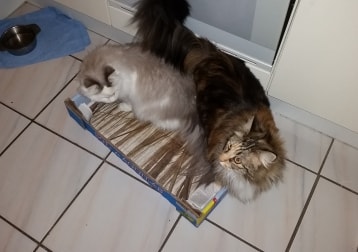Maya En Loki