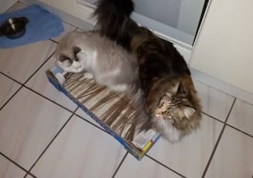 Maya En Loki