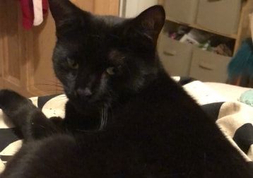 Bagheera 