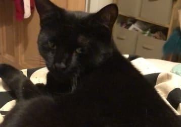 Bagheera