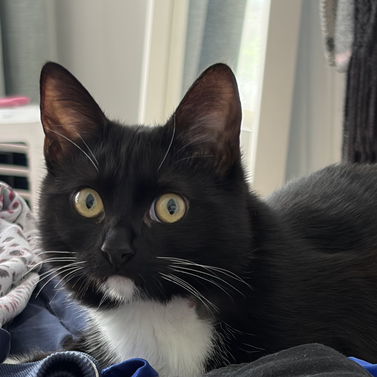 Fiona