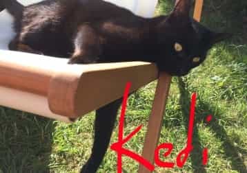Kedi