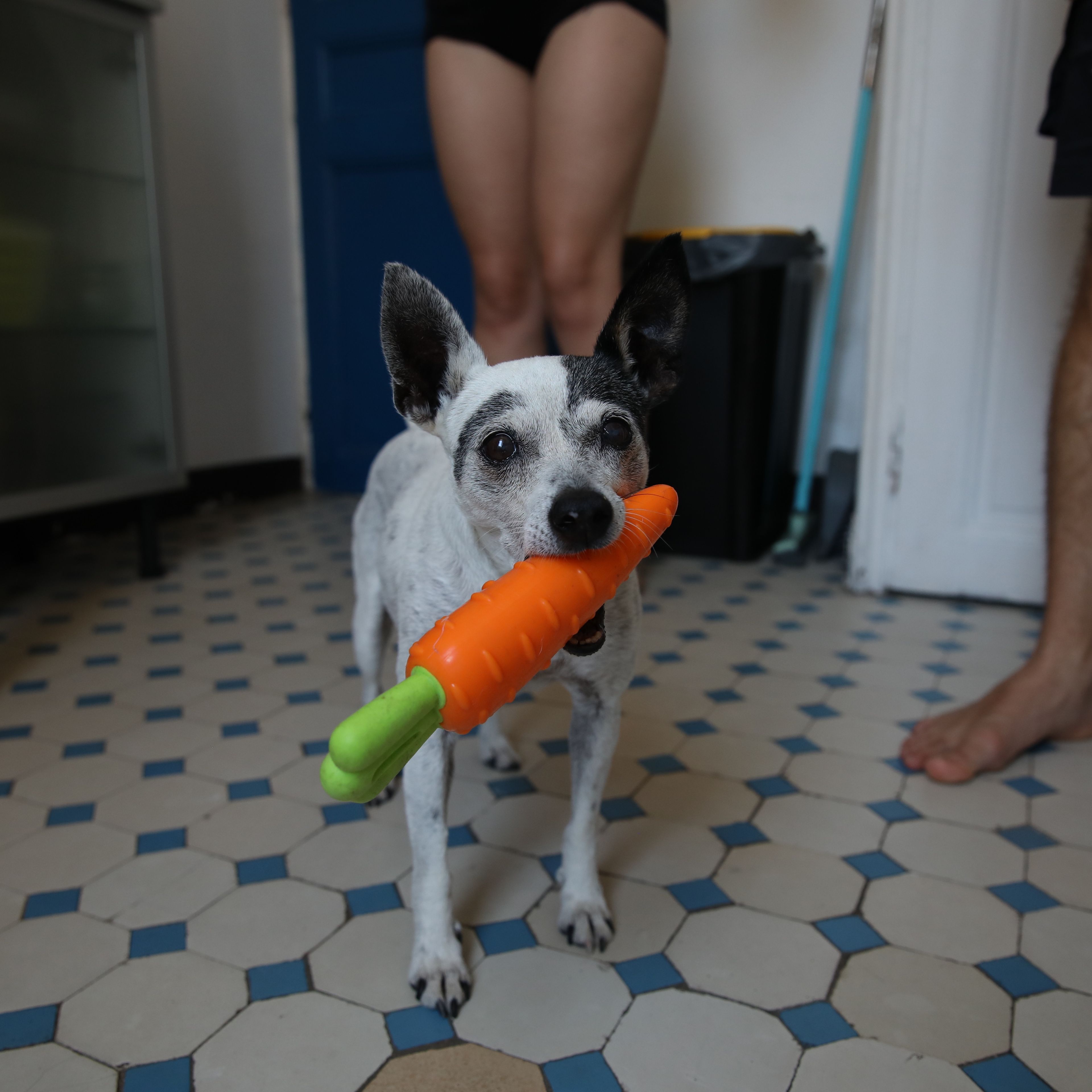 Cartucha