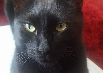 Shadow