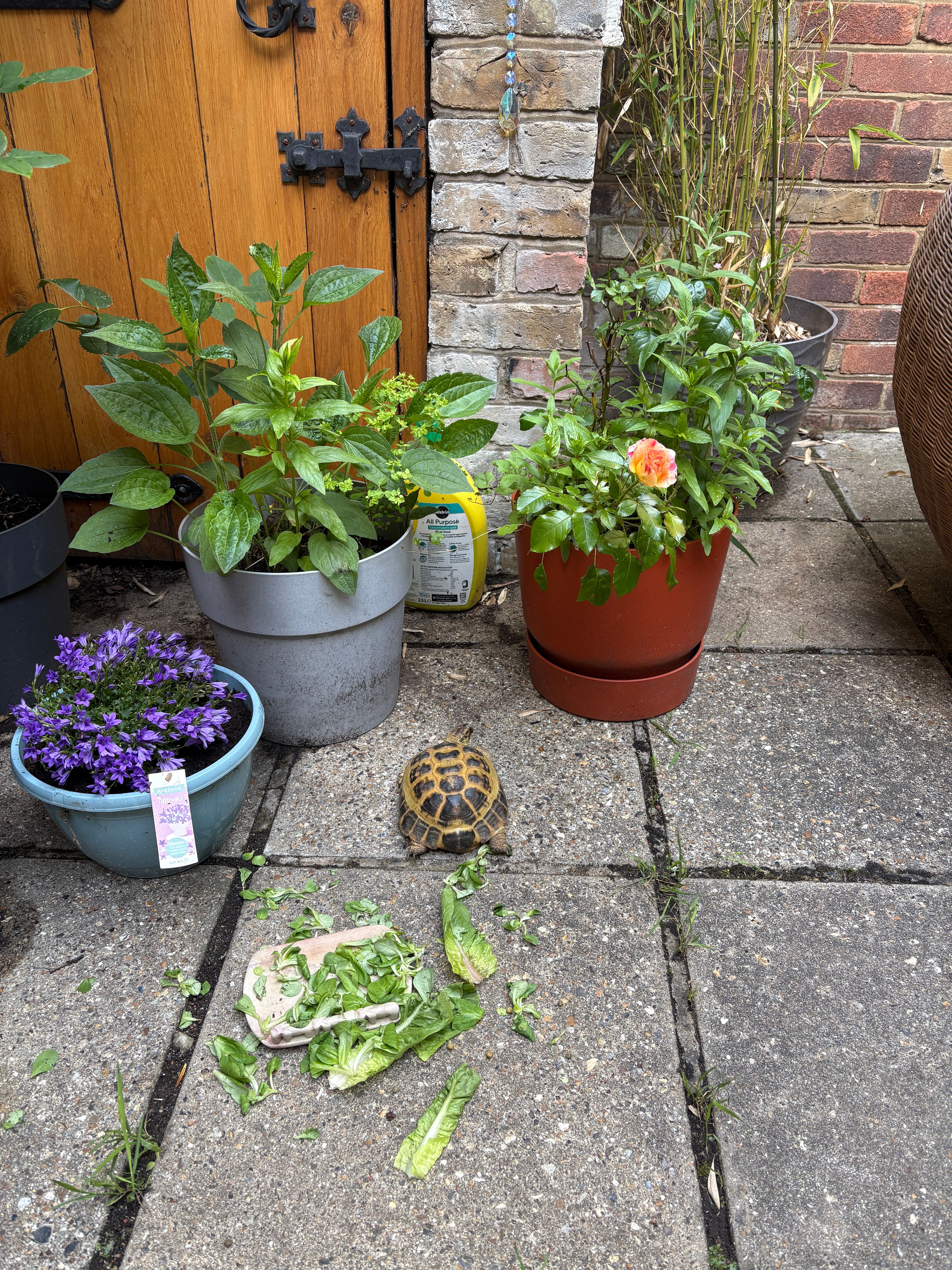 image-16