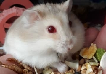 Bonnie In Memory