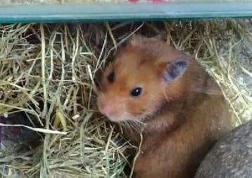 Willow The Hamster In Memory