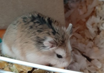 Cleo