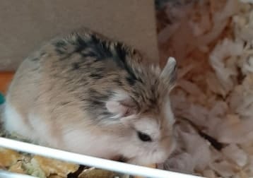 Cleo