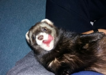Beanz