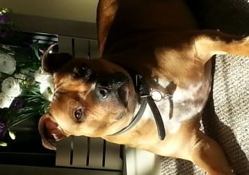 Gus