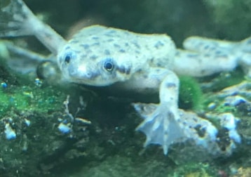 African Dwarf Frogs