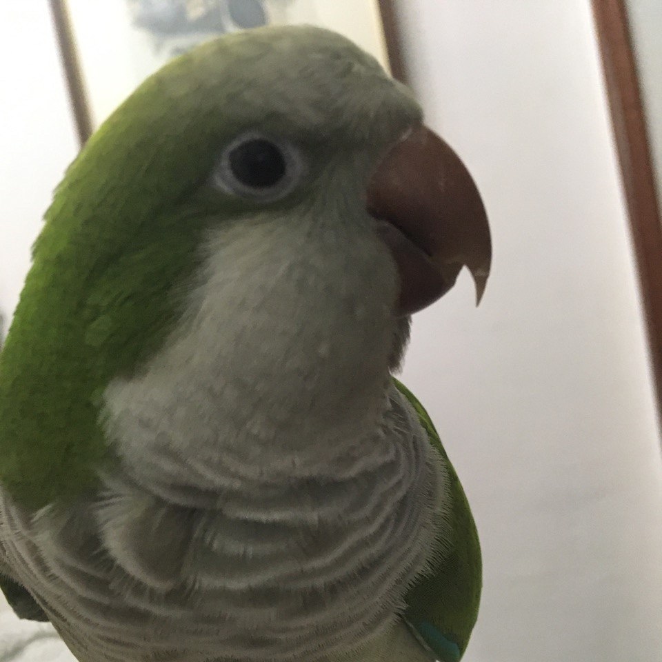 Pipi