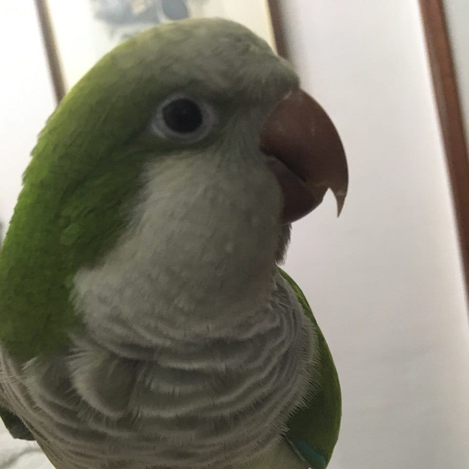 Pipi
