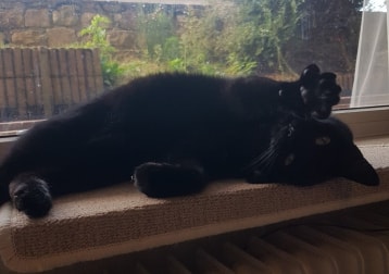 Xeni