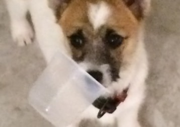 Sadie 