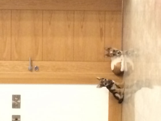 image-10