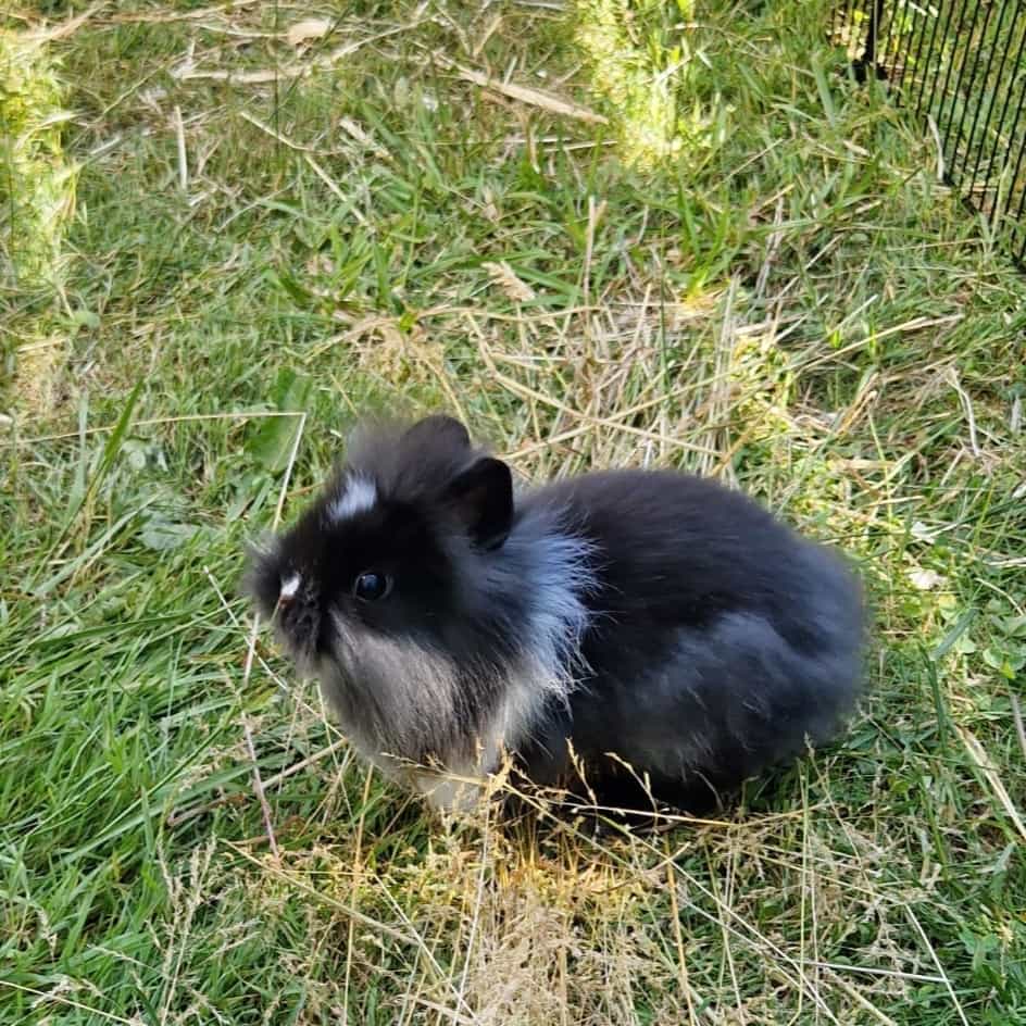 Vincent Van Gogh (Vini)