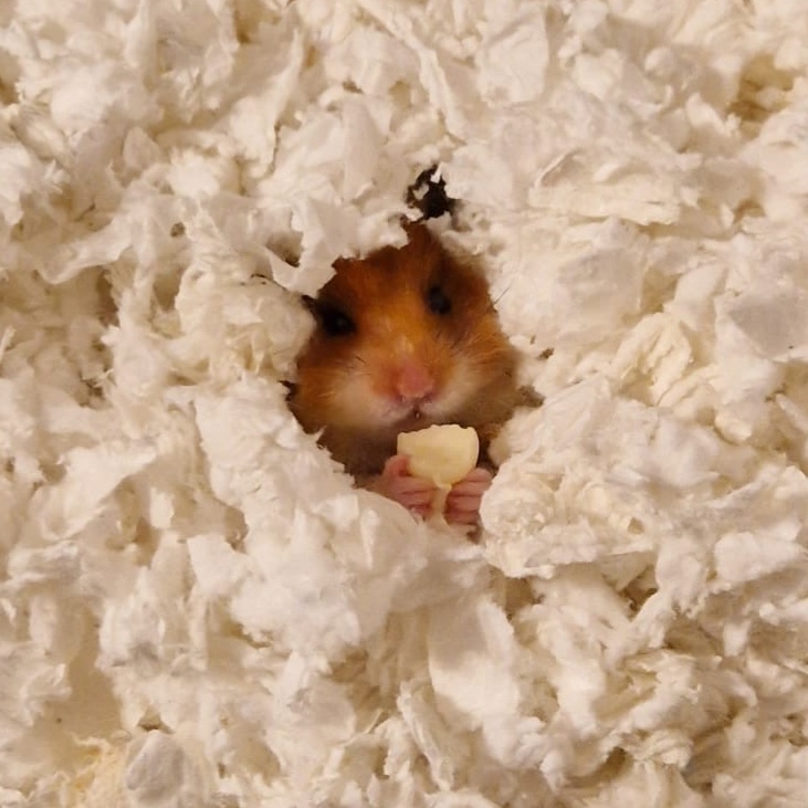Galaxius Maximus Von Hamster (Galaxy)