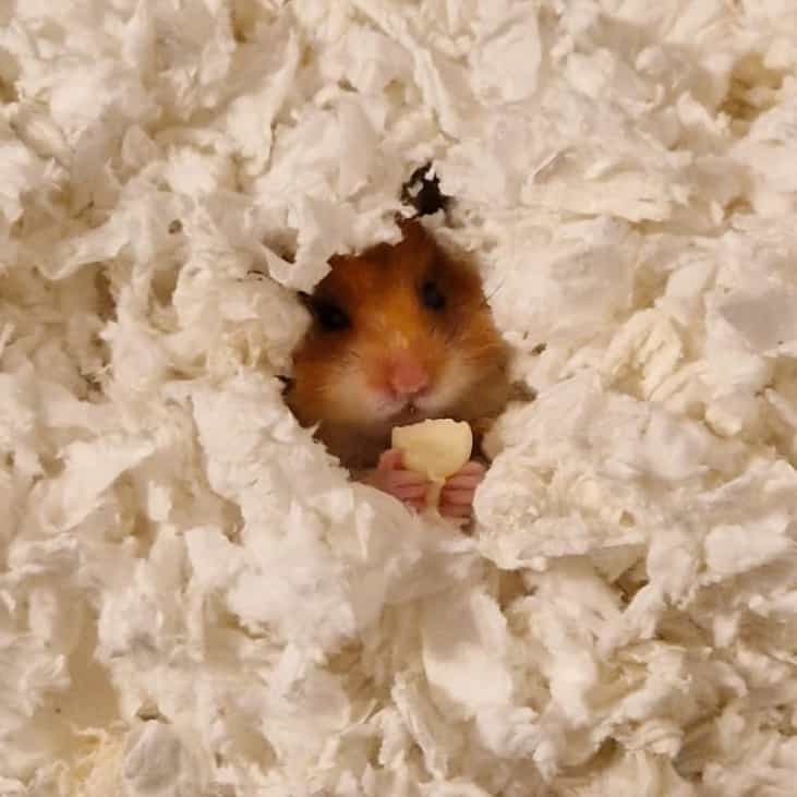 Galaxius Maximus Von Hamster (Galaxy)