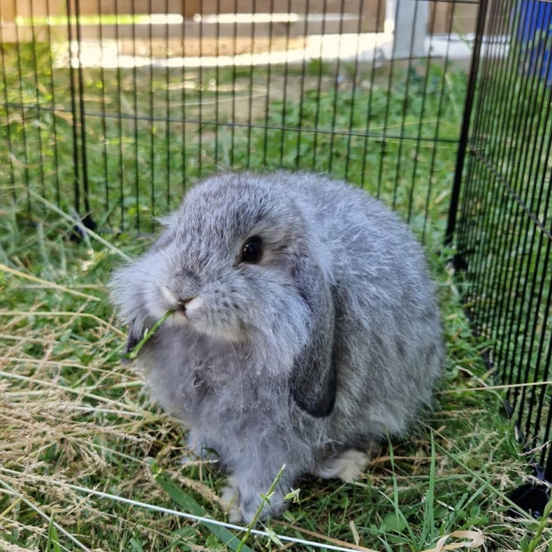 Wolfgang Amadeus Mozart (Wolfi)