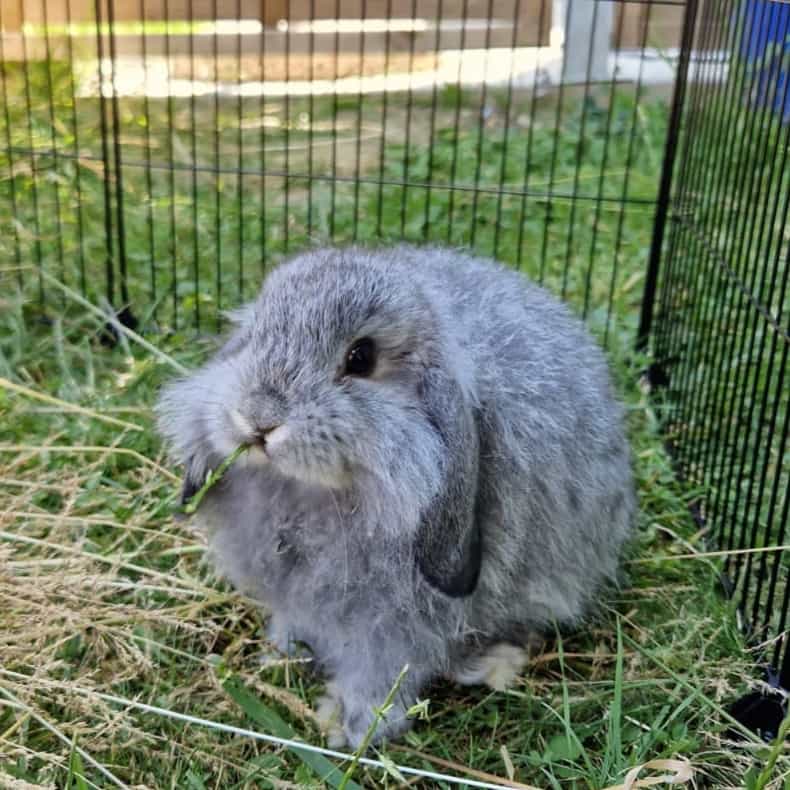 Wolfgang Amadeus Mozart (Wolfi)