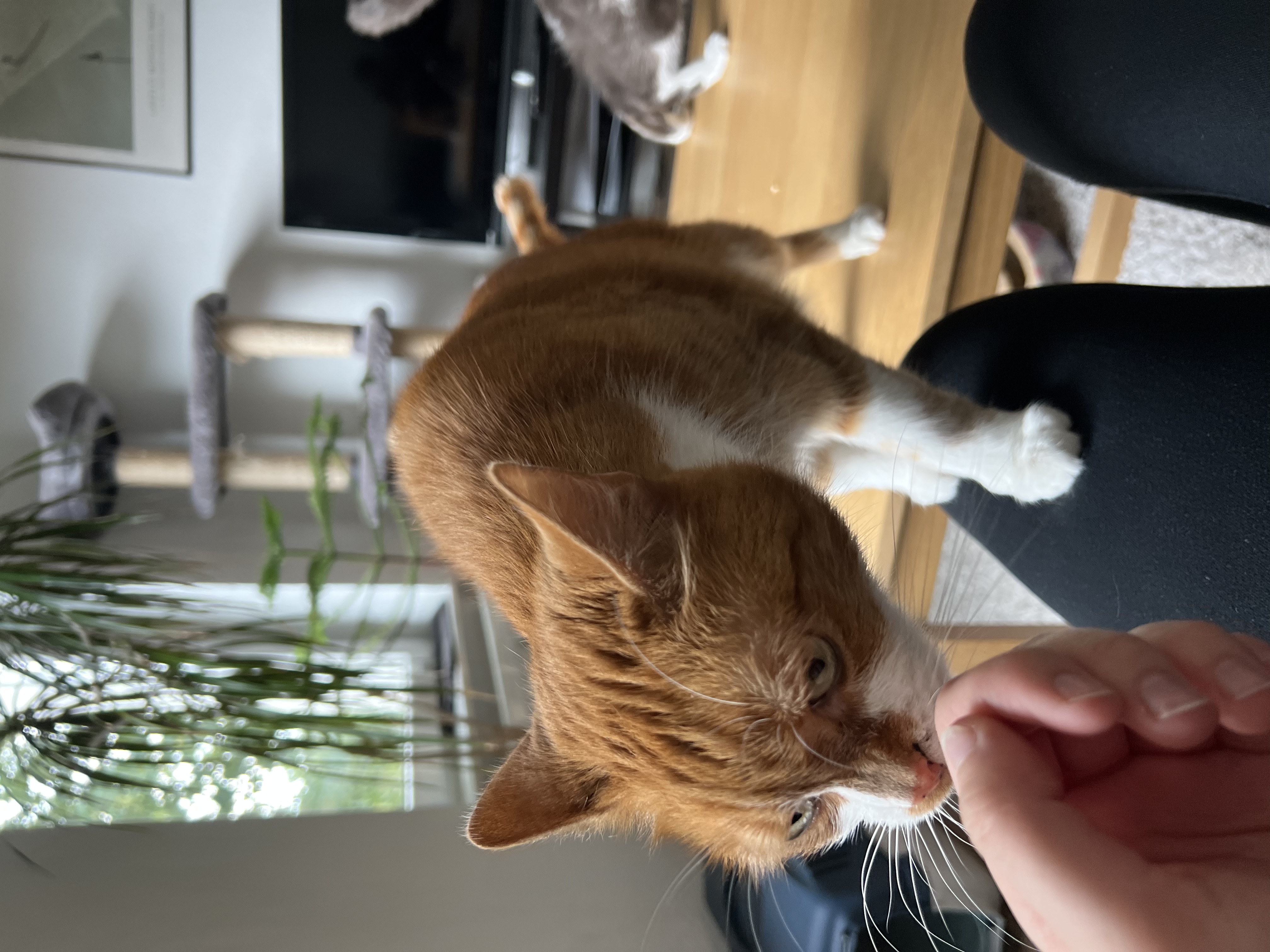 image-10