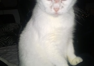 Maya De Poes