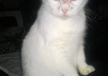 Maya De Poes