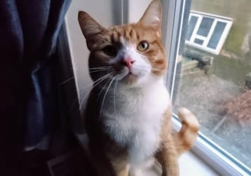 Percy
