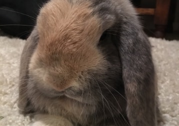 Hazel