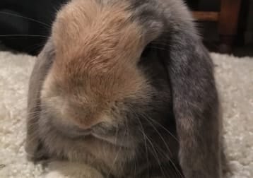 Hazel