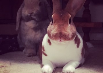 Peanut