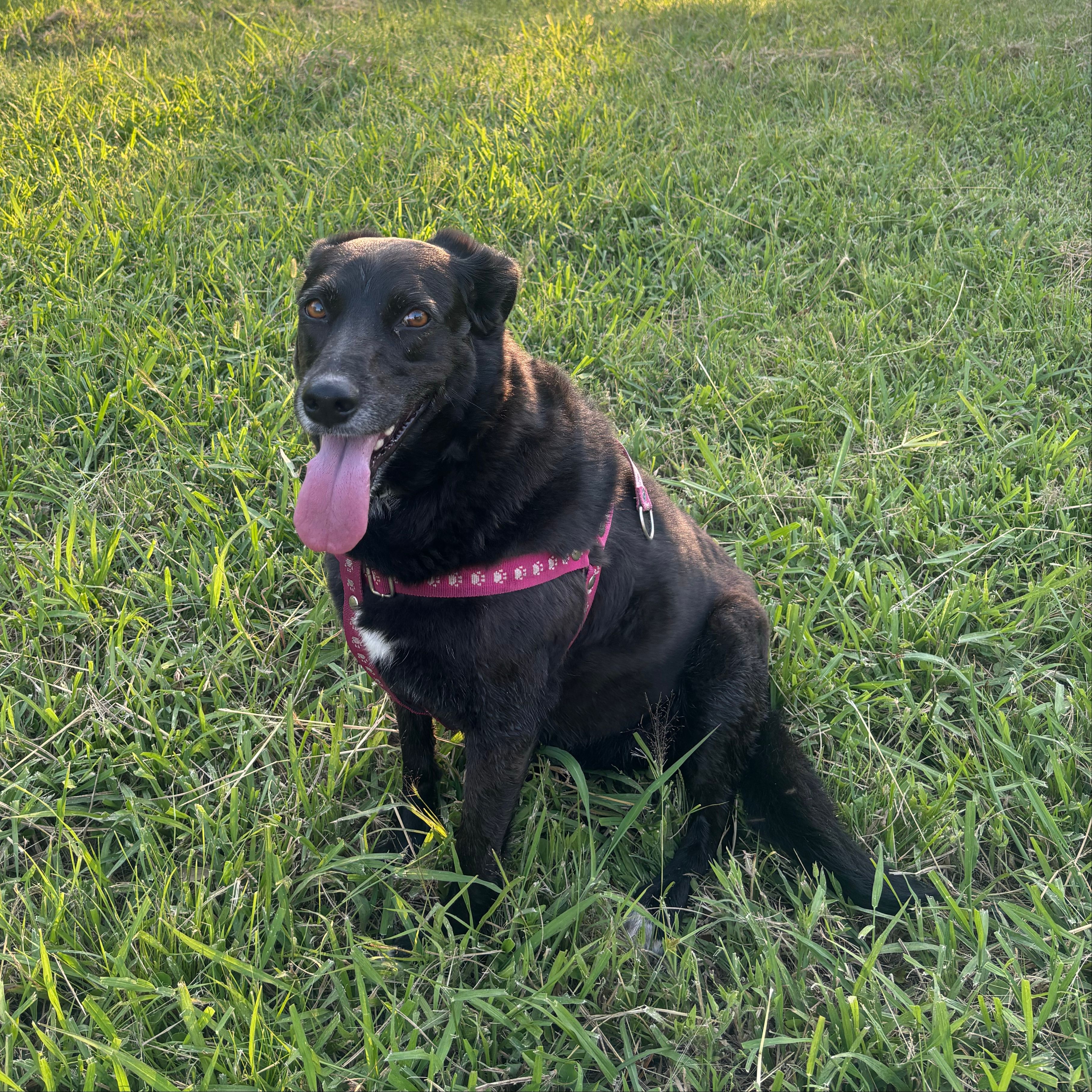 Negra