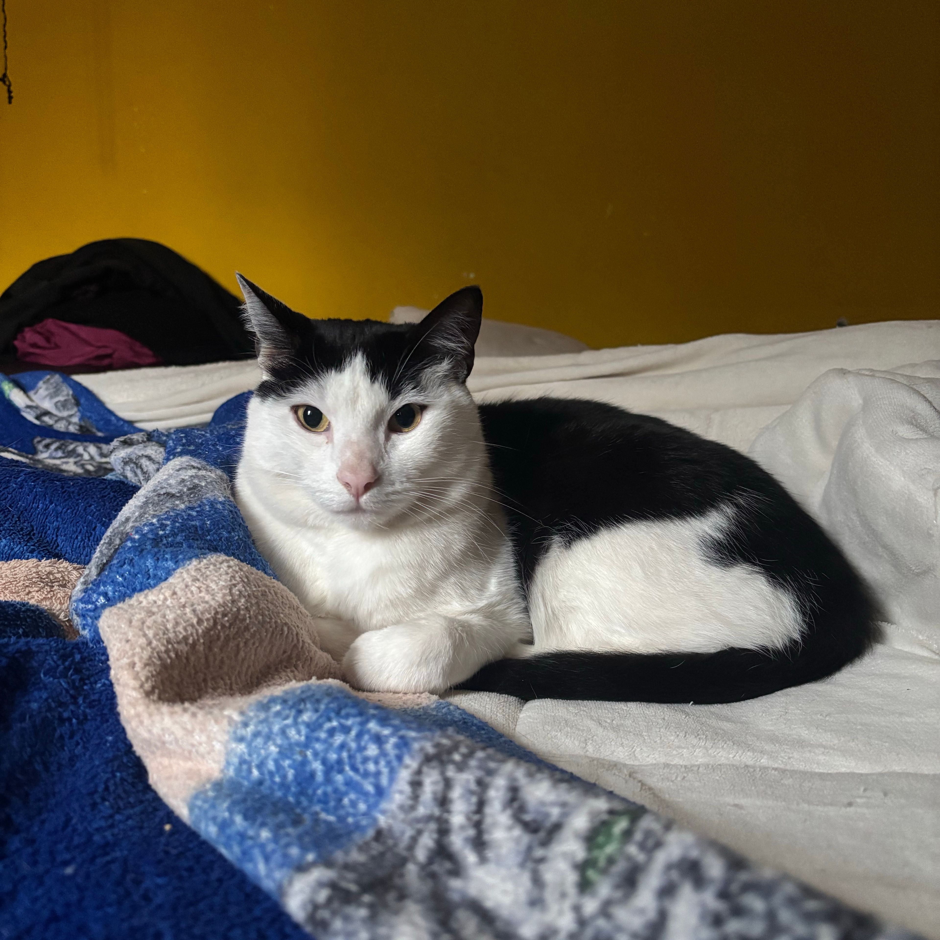 Timón