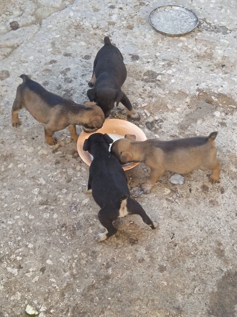 image-11