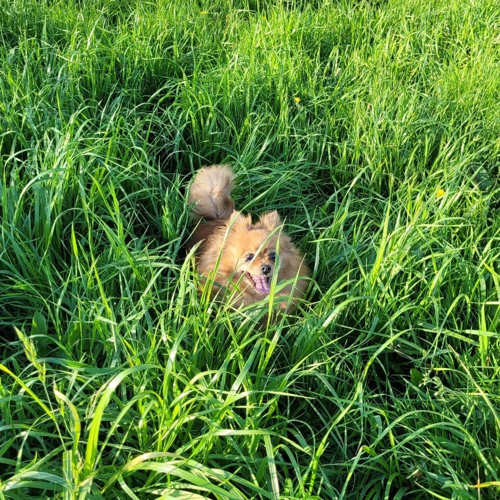 Vixy