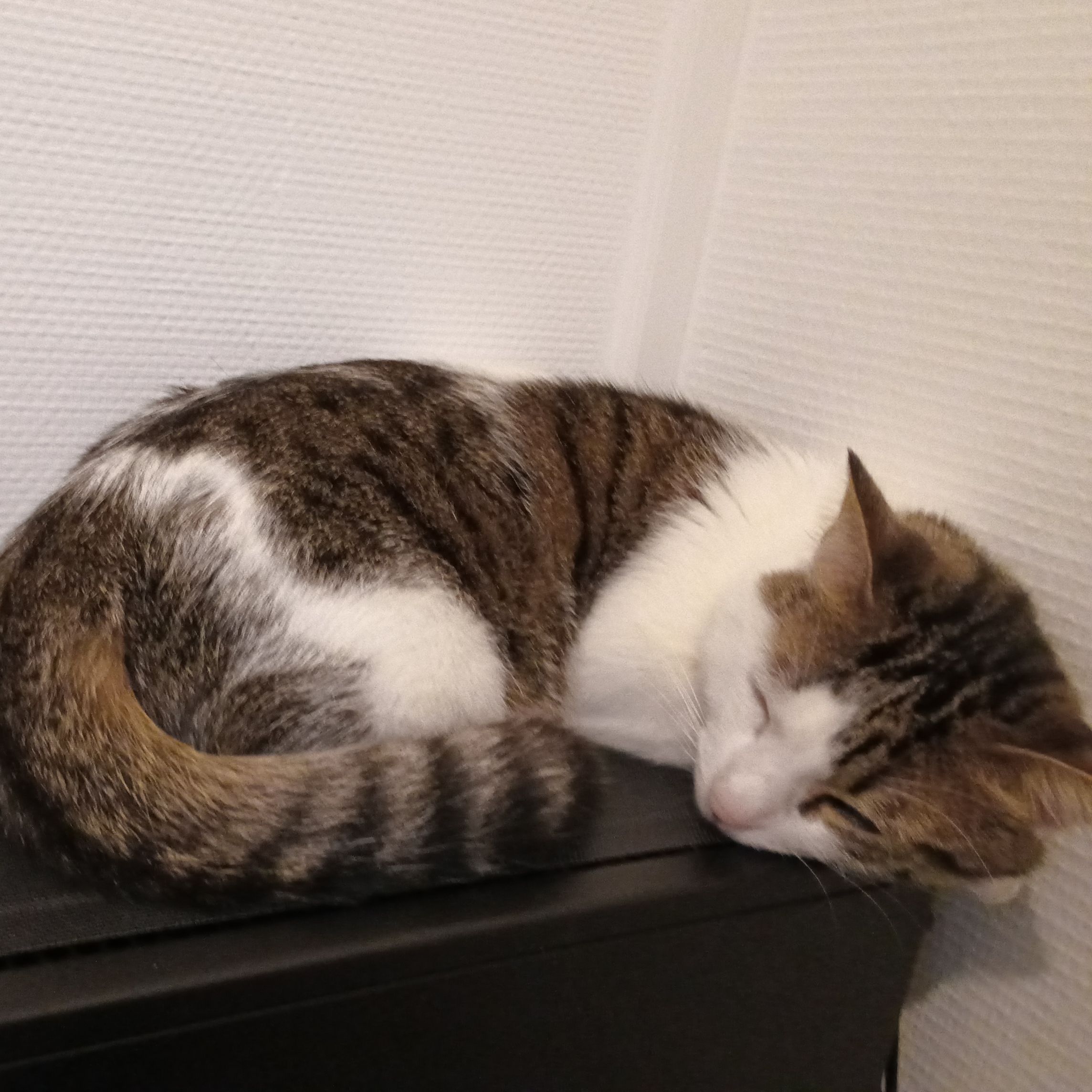 Obéron