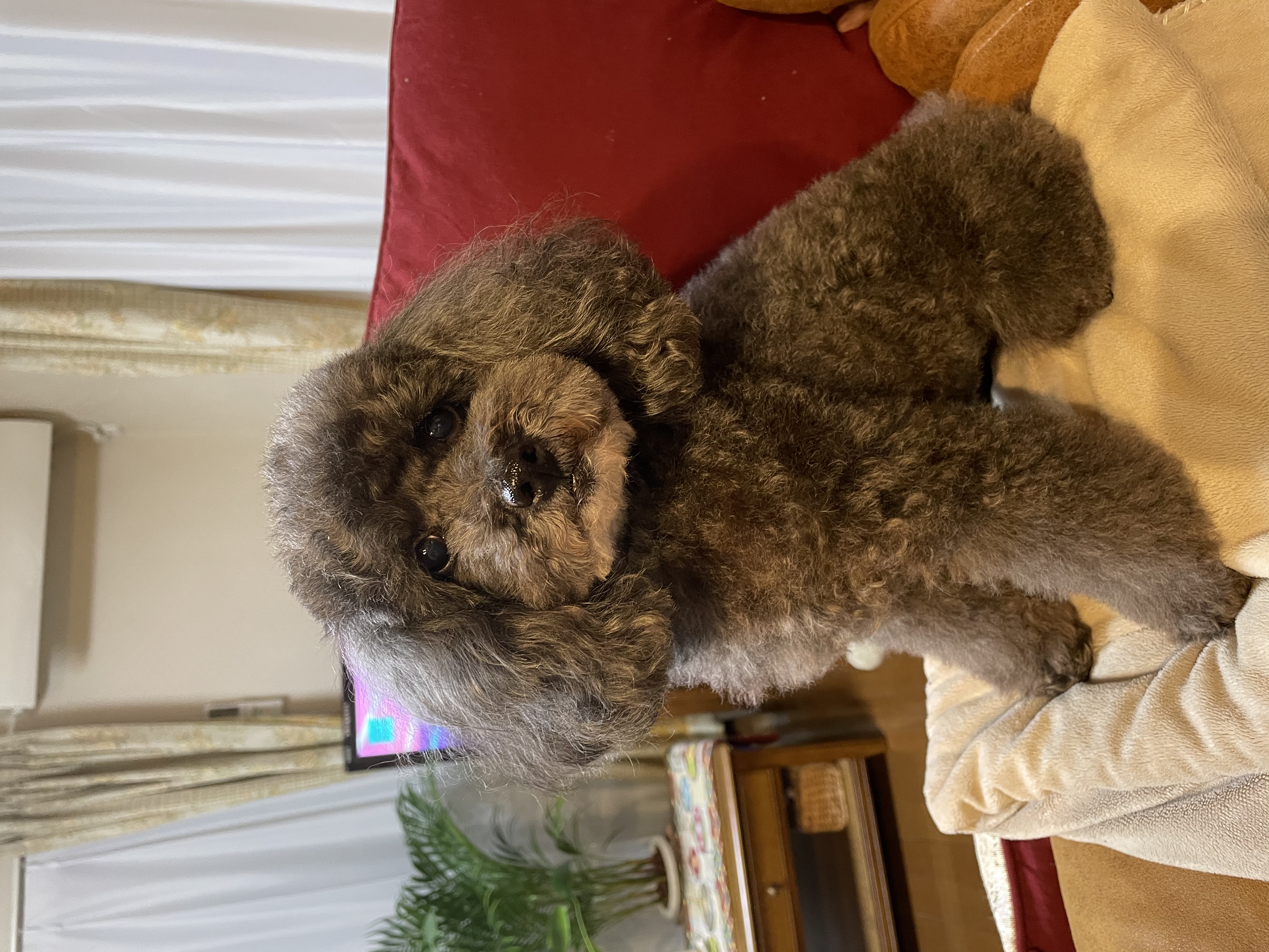 image-12