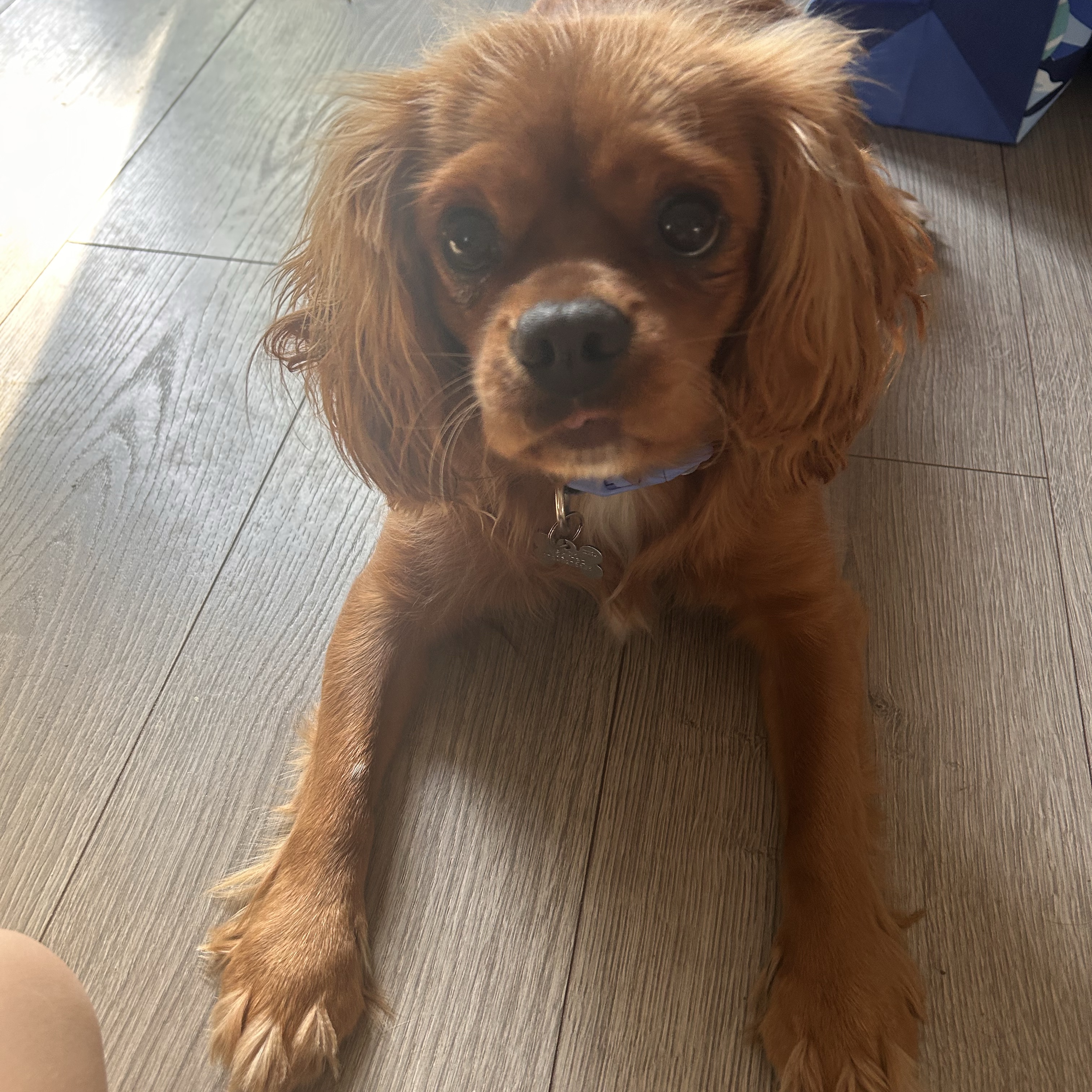 Molly (male - neutered)
