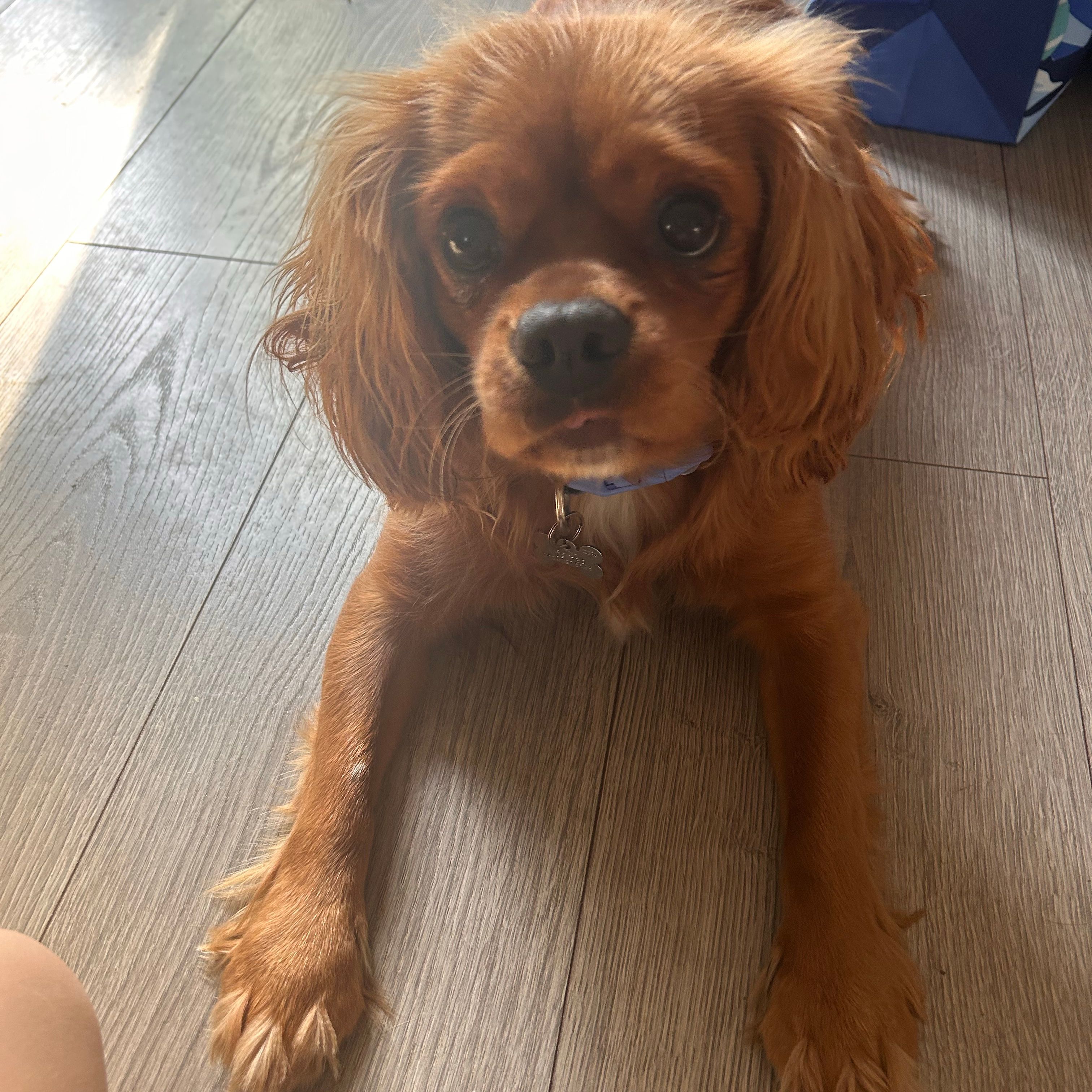 Molly (male - neutered)