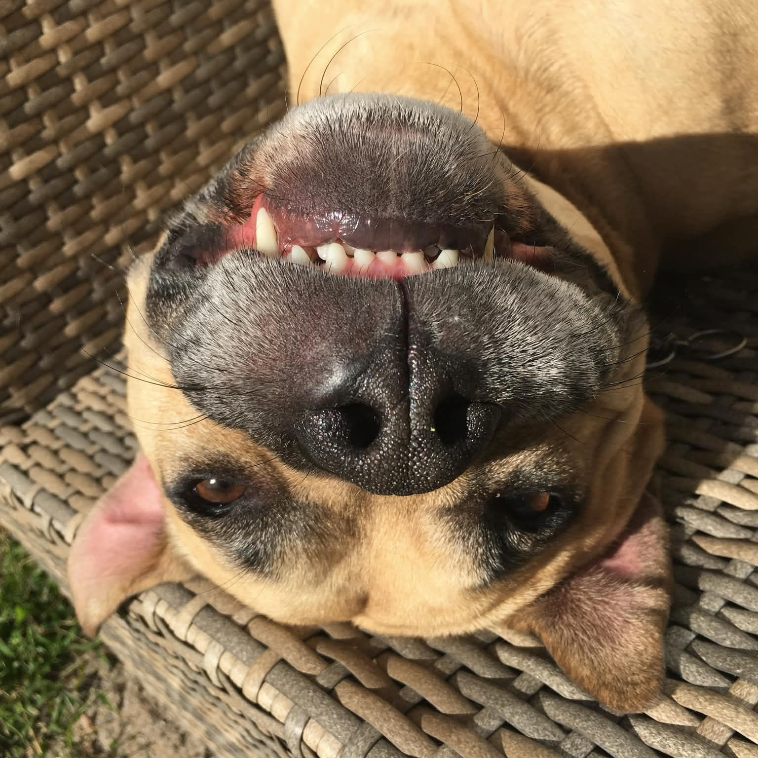 Simba