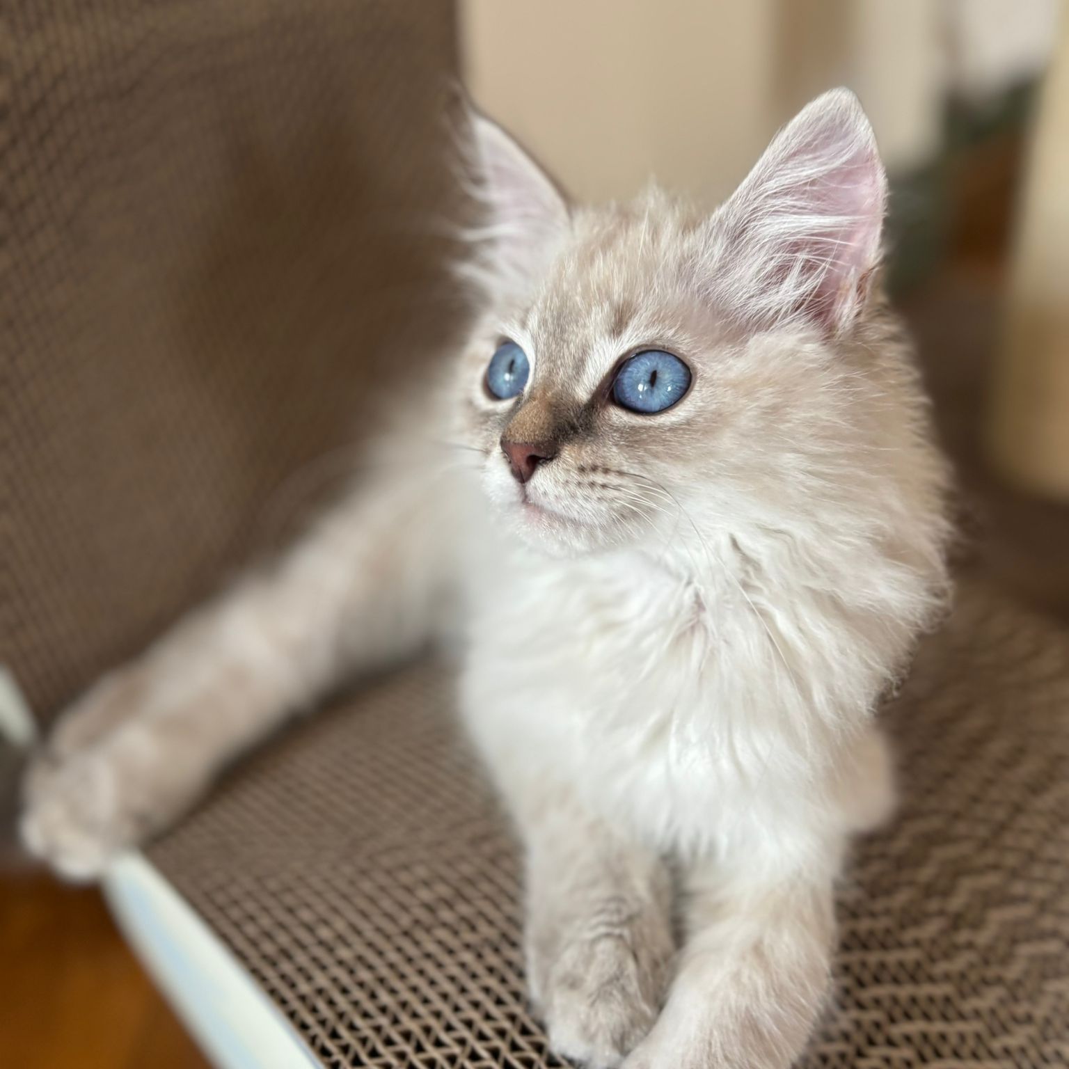 Nimbus