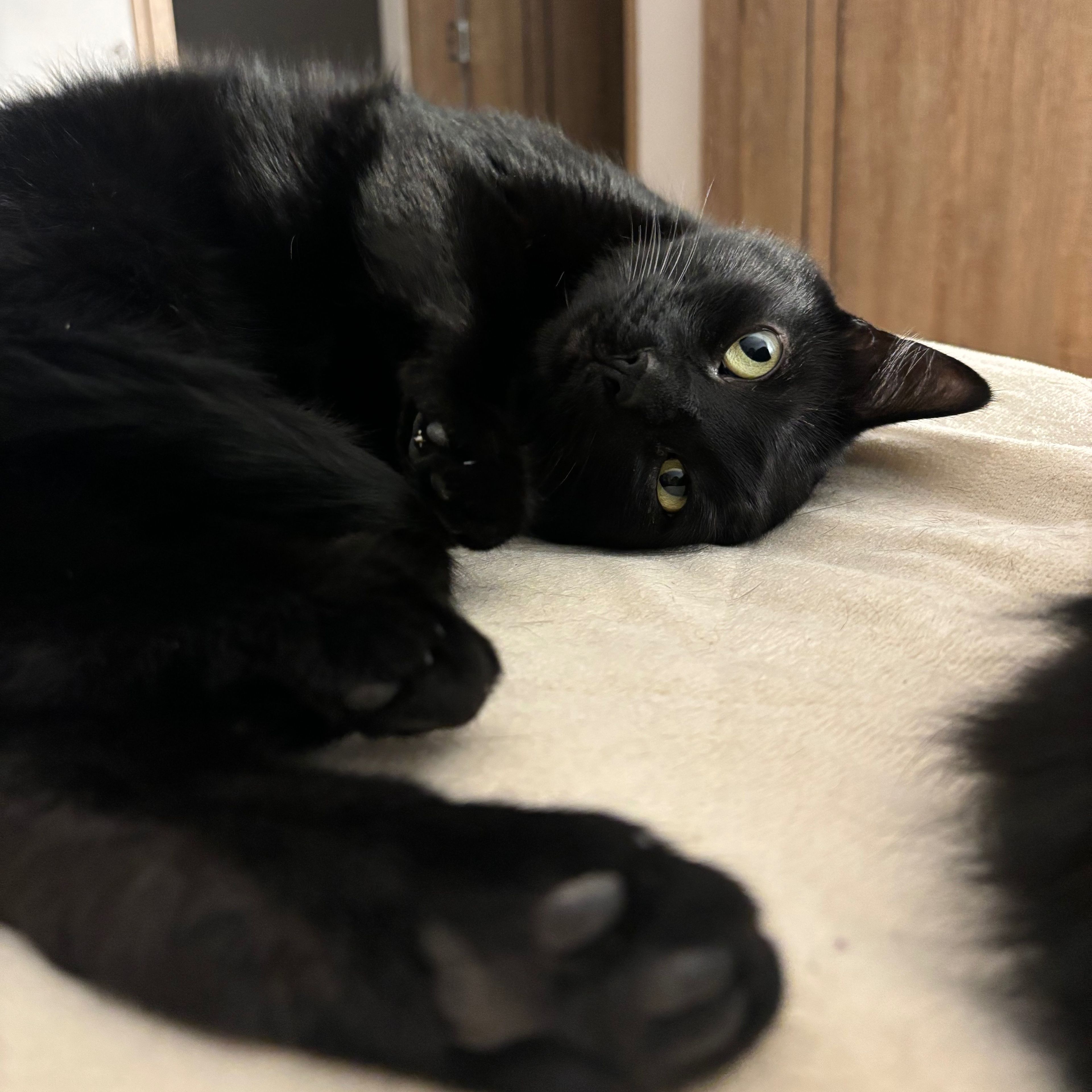Milo