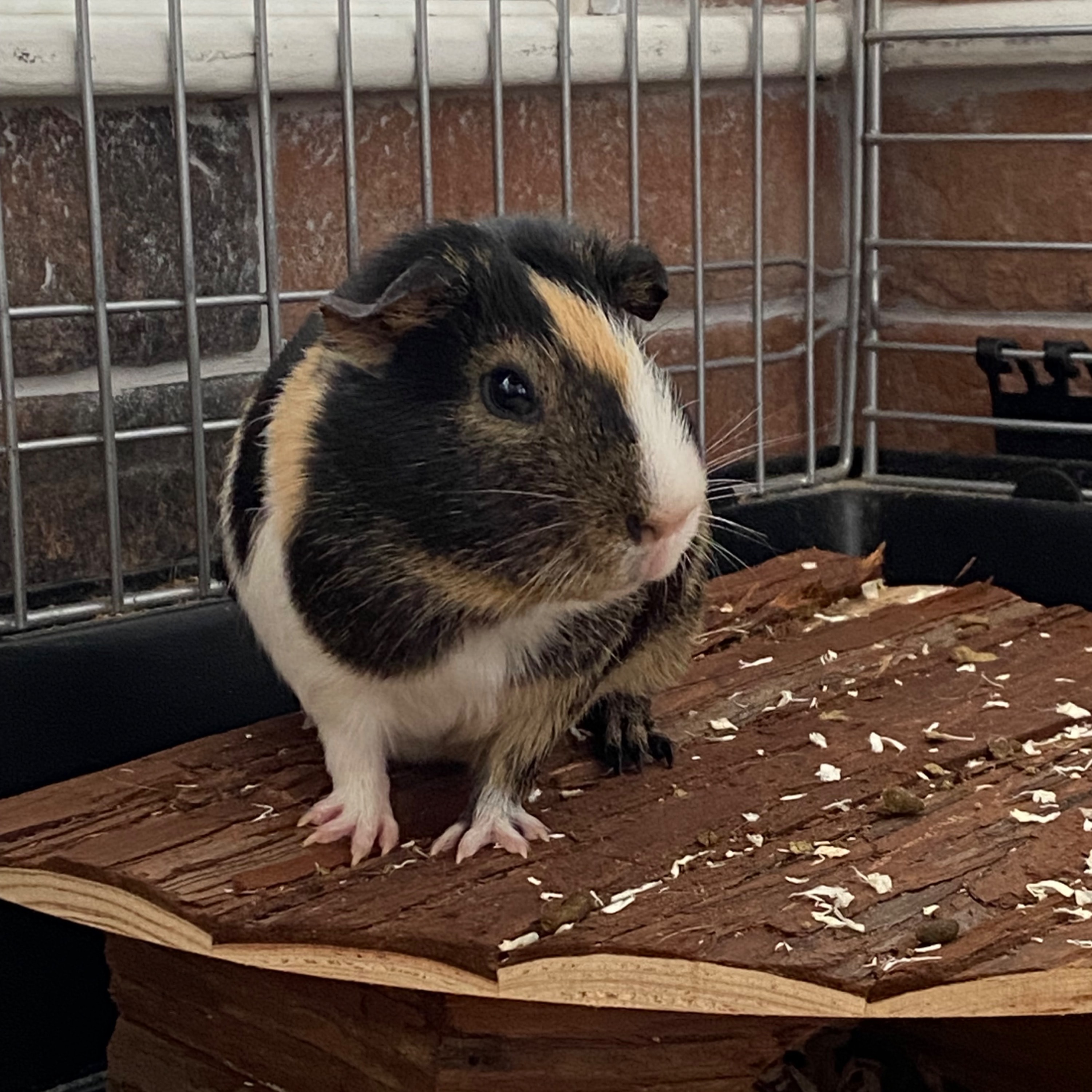 Pip