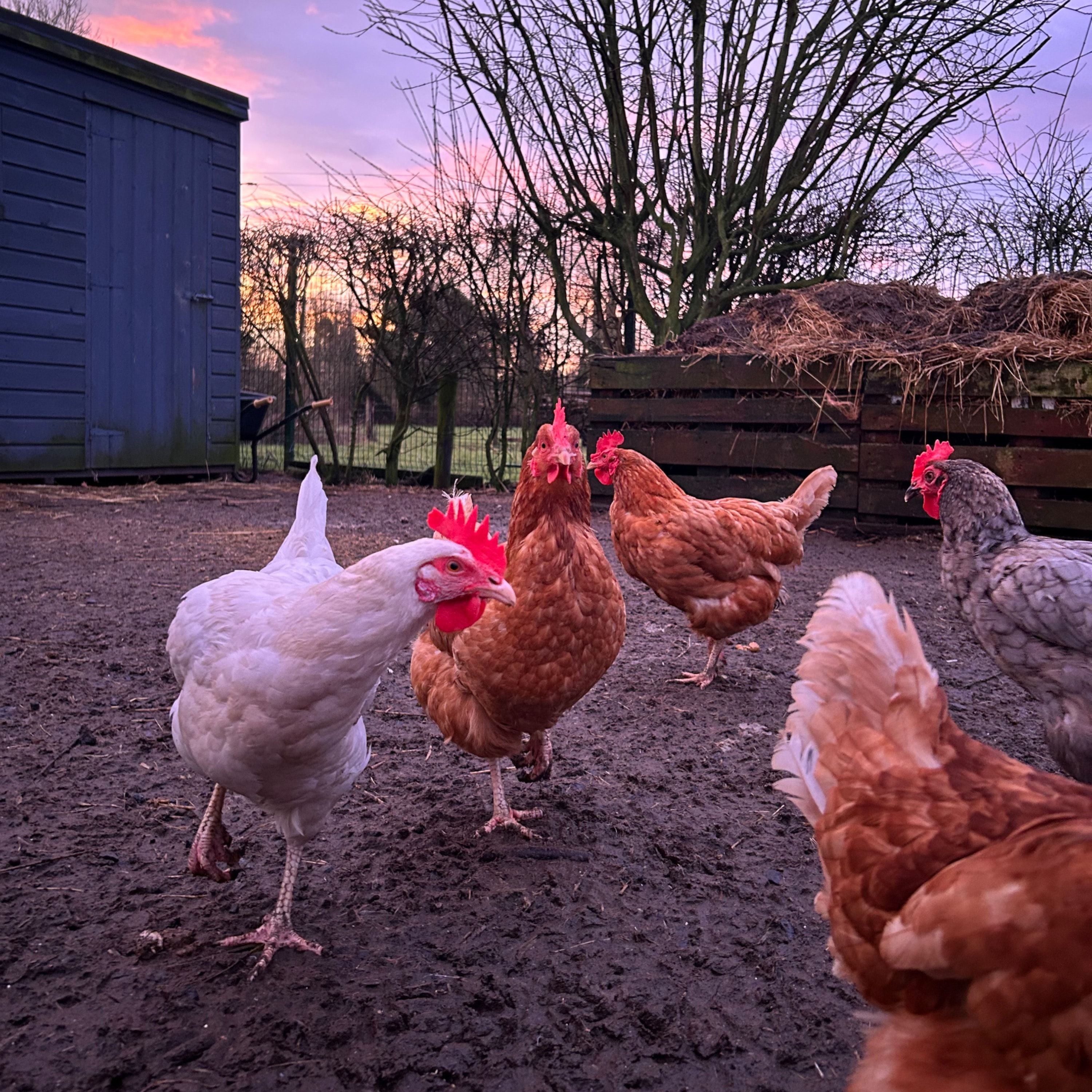 Leggy, Pheasy, Mocca, Cappucino and Rhodie