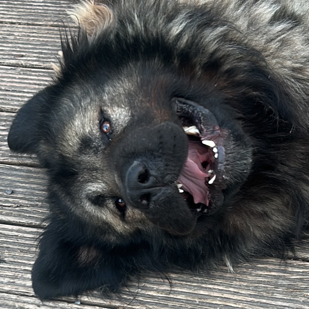 Dozer
