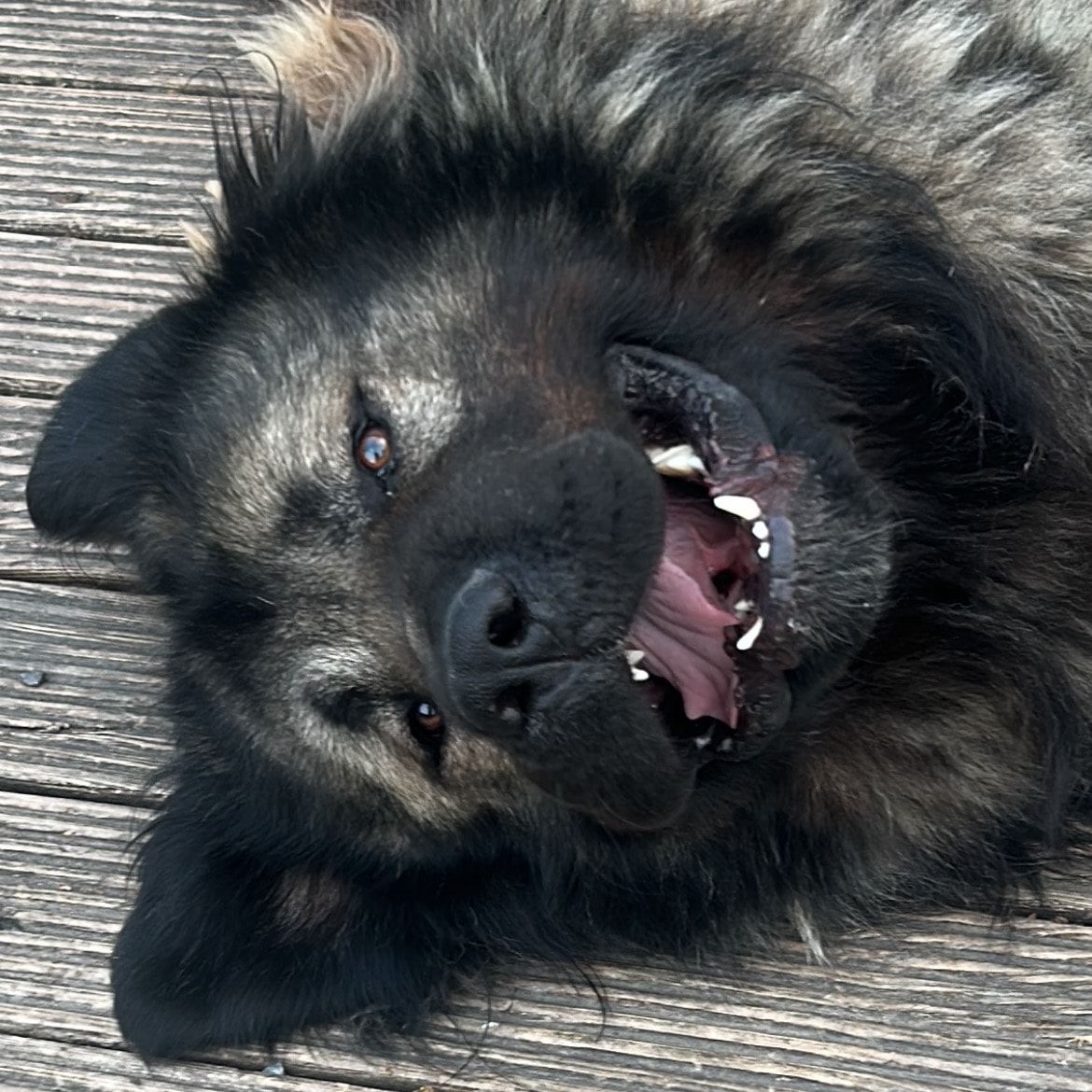 Dozer